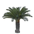  Cycas Palm Large 