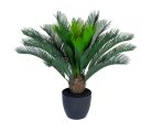  Cycas Palm Small 