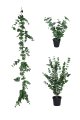  Eucalyptus Small 