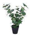  Eucalyptus Large 