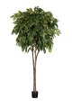  Longifolia 