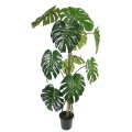  Monstera 