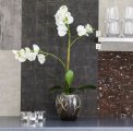  Orkid Phalaenopsis 