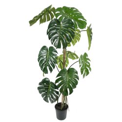 Monstera