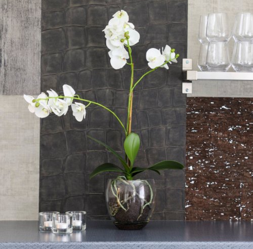 Orkid Phalaenopsis