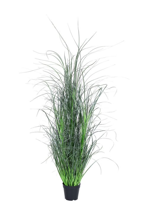 Grs Miscanthus