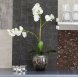 Orkid Phalaenopsis