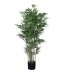 Bambu Large