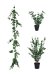 Eucalyptus Small