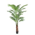  Areca Palm 