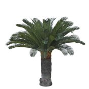 Cycas Palm Large