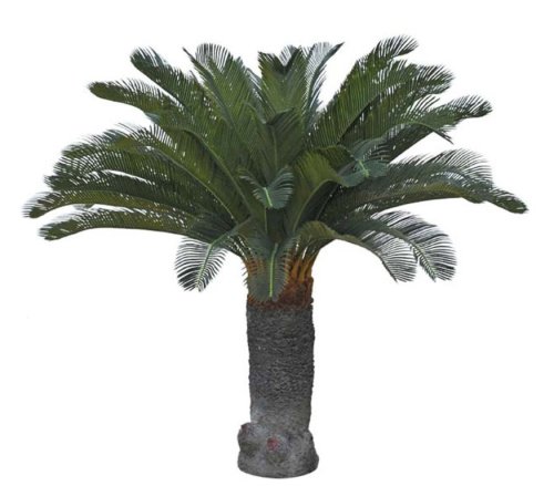 Cycas Palm Small