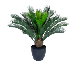 Cycas Palm Large